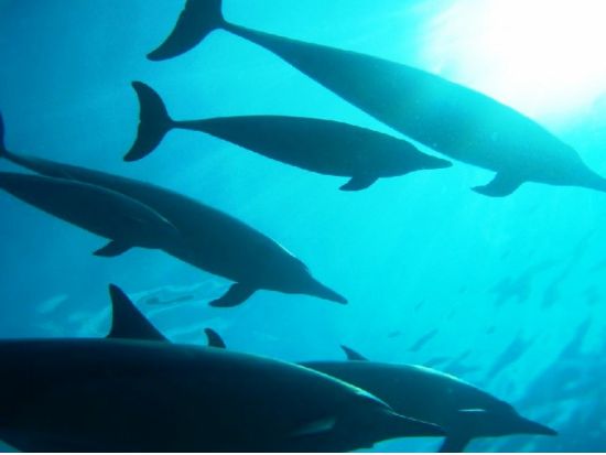 貸切ボートチャーター　スピードボートで爽快クルージング！冬季はホエールウォッチングも楽しめる＜1～6名／2・4時間／ケアウホウ湾発＞