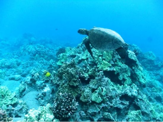 貸切ボートチャーター　スピードボートで爽快クルージング！冬季はホエールウォッチングも楽しめる＜1～6名／2・4時間／ケアウホウ湾発＞