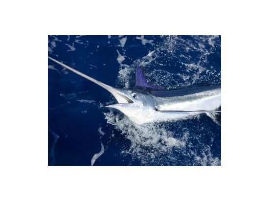 マイアミ沖合い　お気軽フィッシング体験ツアー ＜日本語ドライバー＞