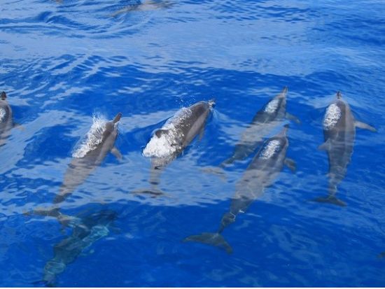 秘境ノースアイランド1日ツアー　ユーンズ島＋カヤンゲル島でマリンスポーツを満喫＜昼食付／送迎付き＞by IMPAC TOURS