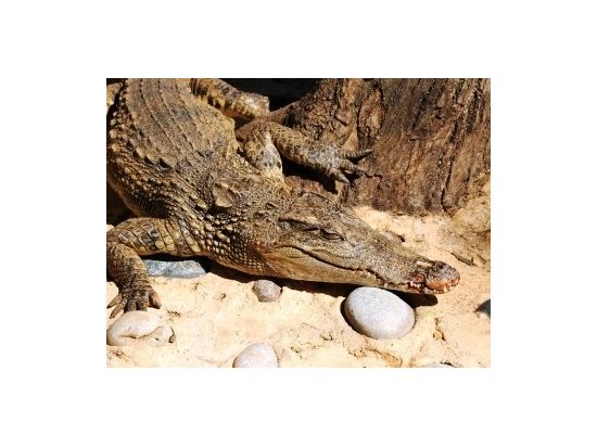 世界遺産 エバーグレーズ国立公園　エアボート乗船＆アリゲーターショー鑑賞＆ビスケーン湾のスリラーボート乗船 ＜半日／日本語ドライバーガイド＞