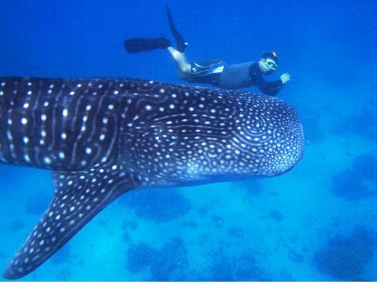 【4日間満喫パッケージ】アイランドホッピング 人気の2島巡り＋ジンベイザメシュノーケル＋ボホール島観光ツアー ＜空港往復送迎／昼食／日本語ガイド＞