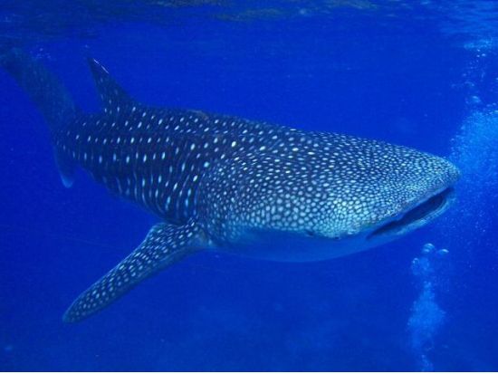 ジンベイザメシュノーケリングツアー　移動が快適な車両アップグレードプランあり＜イタリアンランチ／日本語ガイド／送迎＞