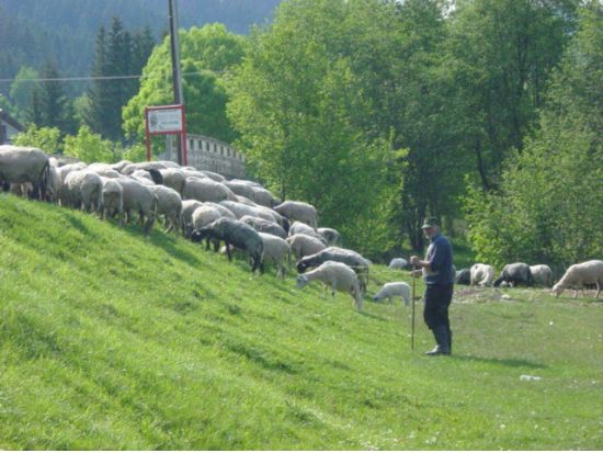 カルパチア山脈の真珠シナイア＆ドラキュラ城 日帰り観光ツアー＜貸切チャーター／ブカレスト発＞