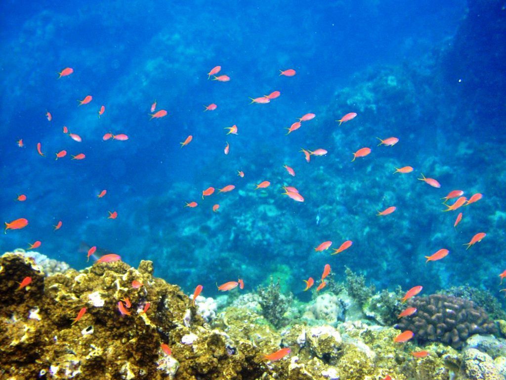シュノーケリングツアー&コースを選べる海辺ウォッチング 海の生き物を