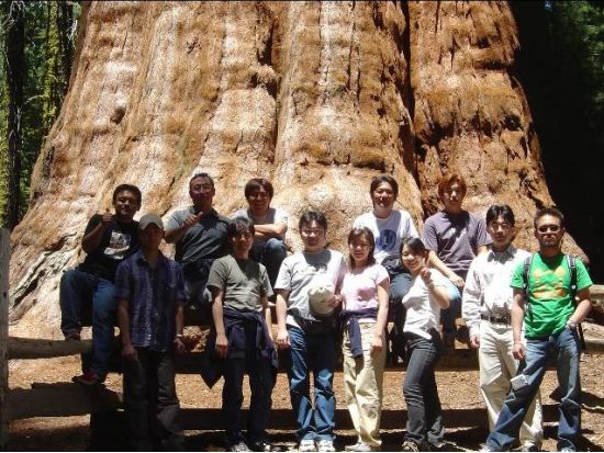 セコイア国立公園 日帰り観光ツアー　世界最大シャーマン将軍の木を見に行こう ＜日本語ガイド＞