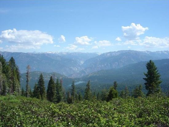 セコイア国立公園 日帰り観光ツアー　世界最大シャーマン将軍の木を見に行こう ＜日本語ガイド＞