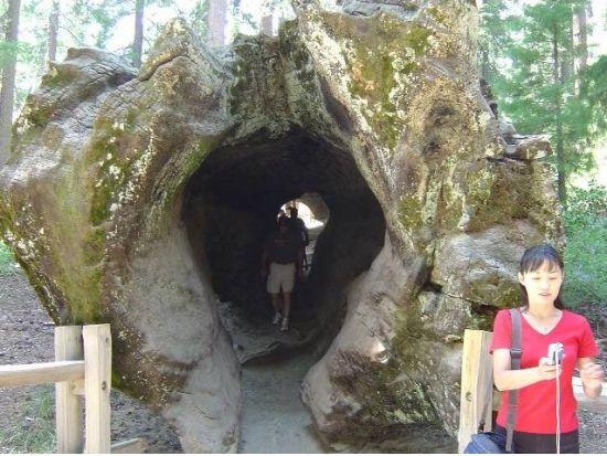 セコイア国立公園 日帰り観光ツアー　世界最大シャーマン将軍の木を見に行こう ＜日本語ガイド＞