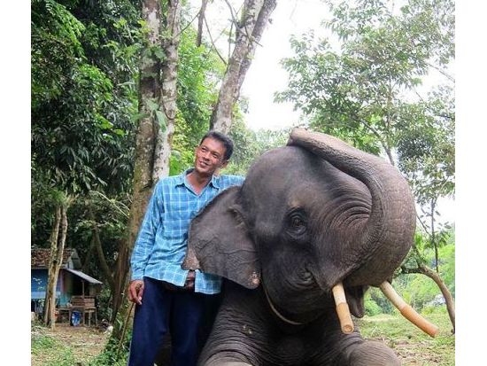 【カオラック発】ラフティング＋象乗りのお得なセット！＜1日／昼食付／カオラック発＞