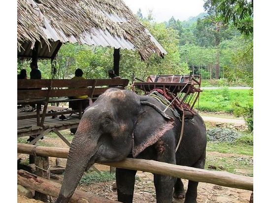 【カオラック発】ラフティング＋象乗りのお得なセット！＜1日／昼食付／カオラック発＞