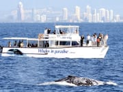mahi mahi cruise ship with passengers near whale