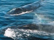 two humpback whales in photo blue water