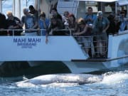 humpback whale near mahi mahi cruise ship