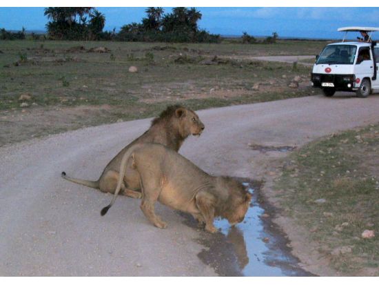 【ナイロビ発着 4泊5日】ベストオブケニア！サファリ満喫5日間ツアー＜混載or貸切／食事付／英語／日本語オプション／市内ホテルor空港送迎＞