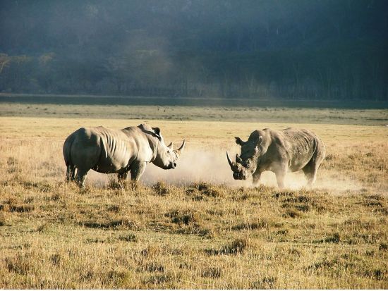 赤道直下の町ナニュキ　ドライブとスィートウォーター動物保護区＜混載または貸切／英語ガイド／昼食付／ナイロビ発＞