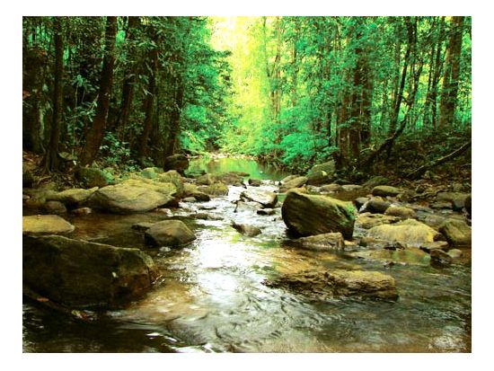 世界自然遺産シンハラージャ　1日観光ツアー ＜貸切／日本語ガイド＞