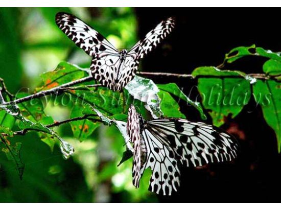 世界自然遺産シンハラージャ　1日観光ツアー ＜貸切／日本語ガイド＞