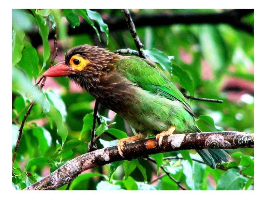 世界自然遺産シンハラージャ　1日観光ツアー ＜貸切／日本語ガイド＞