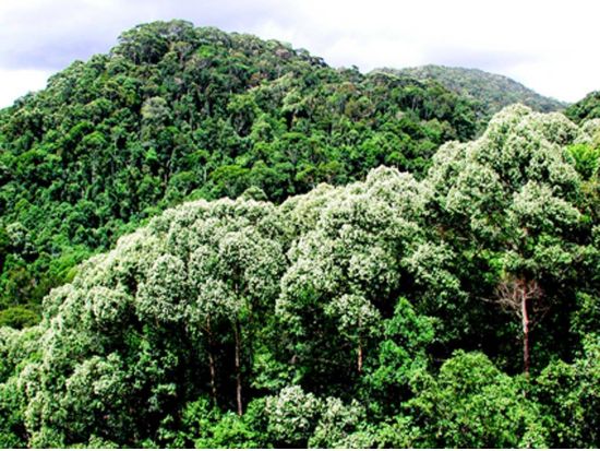 世界自然遺産シンハラージャ　1日観光ツアー ＜貸切／日本語ガイド＞