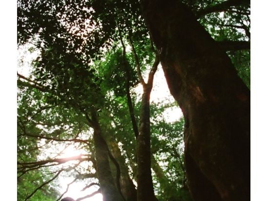 白谷雲水峡  半日トレッキングツアー（苔むす森まで） 早朝出発プランあり ＜貸切可能／宮之浦〜尾之間エリア送迎可＞ by屋久島ガイドクラブ