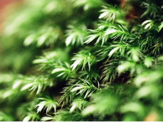 白谷雲水峡 半日トレッキング（苔むす森まで）＋SUP（スタンドアップパドル）1日満喫ツアー　＜宮之浦～安房エリア送迎可能＞ by 屋久島ガイドクラブ