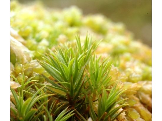 白谷雲水峡  半日トレッキングツアー（苔むす森まで） 早朝出発プランあり ＜貸切可能／宮之浦〜尾之間エリア送迎可＞ by屋久島ガイドクラブ