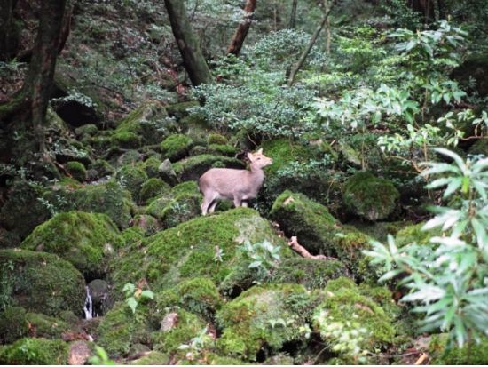 【屋久島】白谷雲水峡・太鼓岩1日トレッキング｜神秘の「苔むす森」と絶景の頂上へ｜早朝出発プランあり by 屋久島ガイドクラブ