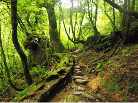 白谷雲水峡（苔むす森まで）トレッキング＋シュノーケリング 1日ツアー＜昼弁当付＞ by 屋久島ガイドクラブ