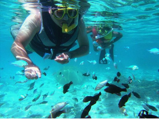 ウミガメシュノーケリング　水中世界を撮影できるGoProレンタルあり！＜日本語／送迎付き＞by WANDERERS