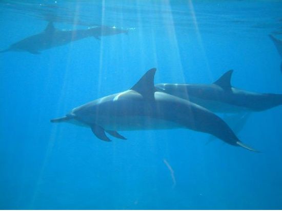 野生のイルカウォッチング＆ウミガメシュノーケリングクルーズ　たっぷり3時間のシュノーケルで満喫 ＜ランチ＆アルコール2杯付き／送迎付きor現地集合＞