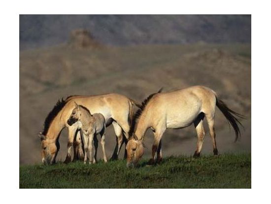 【2泊3日・5～10月限定】世界遺産オルホン渓谷とエルデネ・ゾー寺院を訪問！古都カラコラム＆ウギー湖での乗馬体験＜食事付き／日本語ガイド／ウランバートル発＞