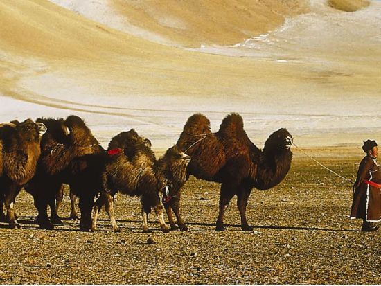 【3泊4日】寝台列車で巡る大草原！東ゴビ砂漠の自然を満喫＆ラクダ乗り体験＜食事付き／日本語ガイド／ウランバートル発＞