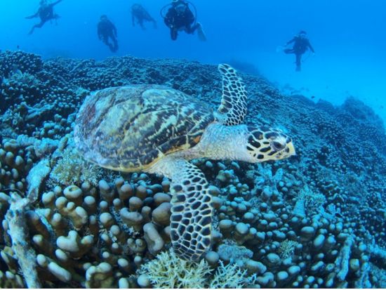 体験ダイビング ＋マングローブカヤック パラオの大自然に触れる半日ツアー＜ボート／1ダイブ＞by パラオ・パシフイックダイバーズ