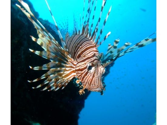 ブランク・初心者歓迎！安心の日本語プライベートファンダイブ｜浅瀬からゆっくり潜るラチャヤイ・ラチャノイ島＜2～3ダイブ／日本人インストラクター同行＞