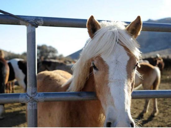 乗馬体験ツアー　レッドロックキャニオン＜乗馬2時間／午前／英語ガイド＞