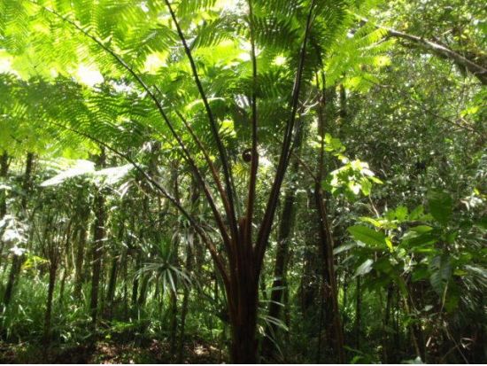 コロール島内観光　パラオの見どころを巡る1日ツアー　ショッピングセンター立ち寄りあり＜午前または午後／送迎付き＞by パラオ・パシフイックダイバーズ