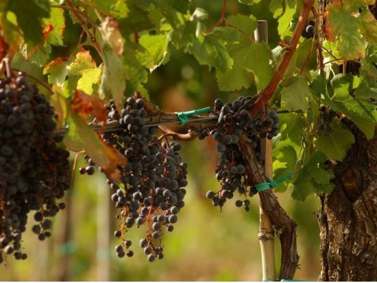 トスカーナ地方 1日観光ツアー　世界遺産シエナ歴史地区＆サン・ジミニャーノ歴史地区＆ワイナリー訪問 ＜貸切／現地語ドライバー＞