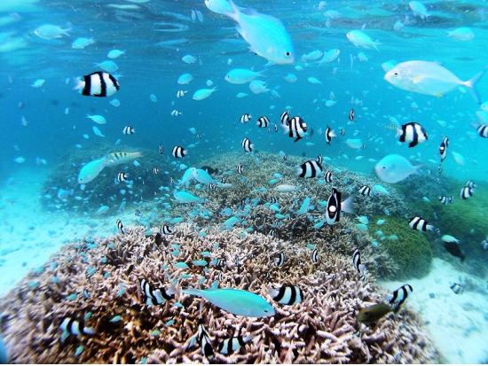 体験ダイビング＜日本語インストラクター／少人数制／1～2ダイブ＞by ジェントリーブルー