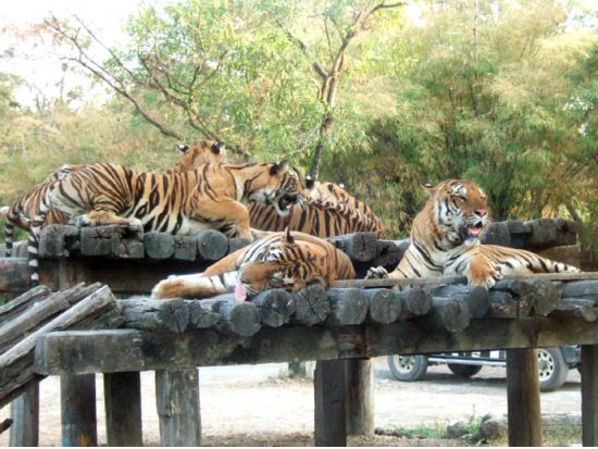 バンコク サファリワールド＋マリンパーク1日ツアー　オラウータンやトラと写真撮影可！お子様連れにも人気＜ホテル送迎／日本語ガイド／昼食付＞