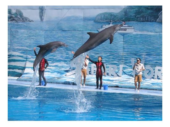 バンコク サファリワールド＋マリンパーク1日ツアー　オラウータンやトラと写真撮影可！お子様連れにも人気＜ホテル送迎／日本語ガイド／昼食付＞