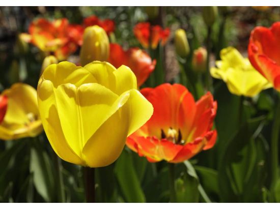 セントラルパーク 写真撮影レッスン　四季を感じる撮影スポットをご案内 ＜2時間／英語インストラクター＞