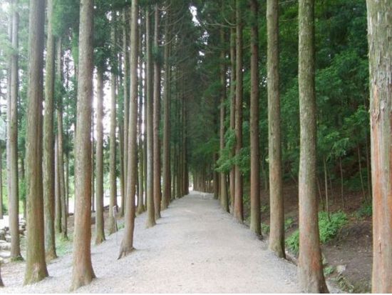 釜山発！順天（スンチョン）観光名所ツアー 順天湾湿地＋楽安邑城民俗村＋仙岩寺＋松広寺 ＜1日／日本語ガイド／ホテル送迎付＞