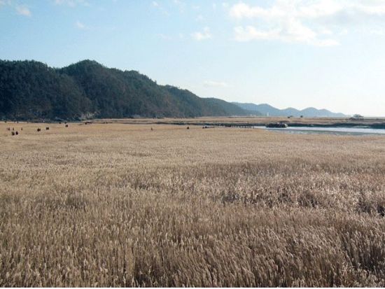 釜山発！順天（スンチョン）観光名所ツアー 順天湾湿地＋楽安邑城民俗村＋仙岩寺＋松広寺 ＜1日／日本語ガイド／ホテル送迎付＞