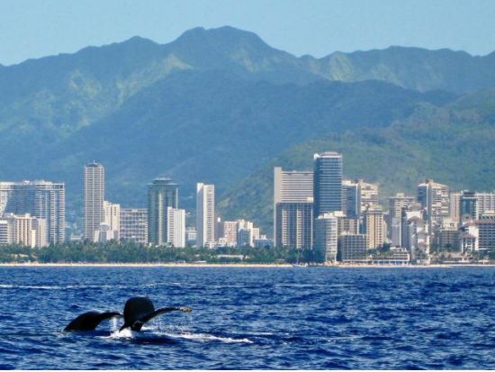 セーリング　マイタイ・カタマラン号　絶景を見ながらリラックス！ドリンク購入可能＜90分／シェラトン・ワイキキ発＞