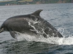 3 Chanonry Point