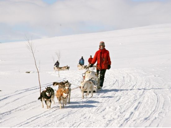 北の大地で犬ぞり体験 ハスキーサファリツアー＜12～4月初旬／午前・午後／ロヴァニエミ発＞