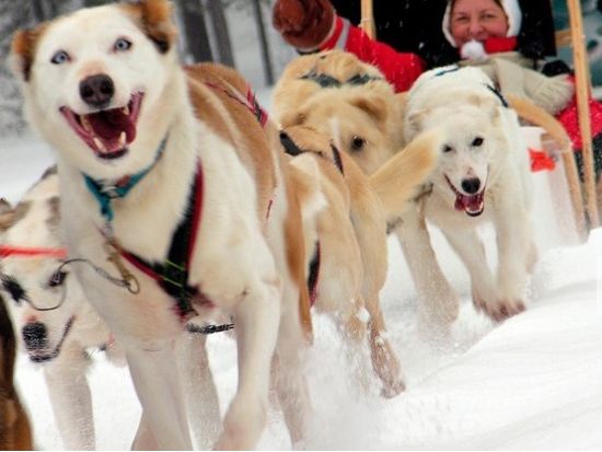 北の大地で犬ぞり体験 ハスキーサファリツアー＜12～4月初旬／午前・午後／ロヴァニエミ発＞