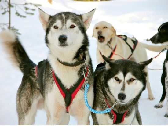 ファミリーにおすすめ！ハスキーキャンプで犬ぞり体験ツアー 防寒具貸し出し＆ホットドリンク付き＜12～4月初旬／ロヴァニエミ発＞
