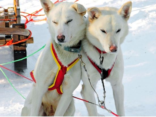 トナカイぞりで行く！ハスキー牧場犬ぞり体験 ＜12月～4月初旬／ロヴァニエミ発＞