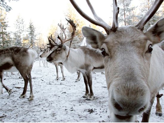 トナカイぞりで行く！ハスキー牧場犬ぞり体験 ＜12月～4月初旬／ロヴァニエミ発＞